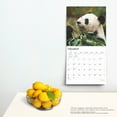 thumbnail image 4 of Giant Pandas 2025 12 X 24 Inch Monthly Square Wall Calendar Plastic-Free, (Paperback), 4 of 9