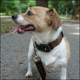 thumbnail image 2 of Country Brook Petz® Everyday Coyote Brown Dog Collar, Extra Large, 2 of 6