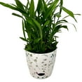 thumbnail image 6 of Bamboo Blooms 7" Round Self-Watering Indoor/Outdoor Bamboo Pots Wildflower, 6 of 6