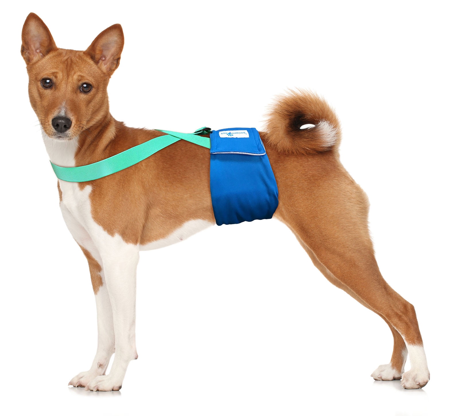 belly wrap band diaper for male dog – Animalerie en ligne Animauxenligne.com