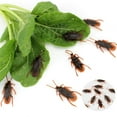 thumbnail image 6 of Prank Roaches 10-50PC - Realistic Cockroaches for Jokes & Scares, Lifelike Bugs for Halloween, Christmas Pranks & Trick Toys, 6 of 9