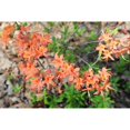 thumbnail image 2 of Alabama Picture Archive 24x17 Black Modern Framed Museum Art Print Titled - Native Orange Azalea Alabama, 2 of 4