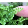 thumbnail image 3 of World's Smallest Boston Fern - 2.5" Pot - Terrarium/Fairy Garden/House Plant, 3 of 4