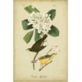 thumbnail image 2 of Audubon, John James 13x18 White Modern Wood Framed Museum Art Print Titled - Audubon Canada Flycatcher, 2 of 4