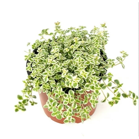 Sedum Little Missy Succulents, 4" Pot