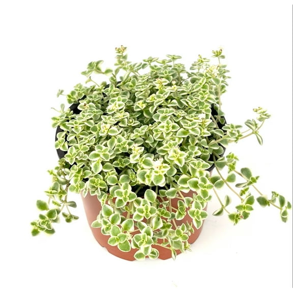 Sedum Little Missy Succulents, 4" Pot