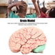 thumbnail image 2 of Modelo de cerebro humano, 5 partes de anatomía cerebral Modelo de PVC Funciones cerebrales Modelo Anatomía humana para nios Estudio de neurociencia Aprendizaje Estudio de estudio ANGGREK  Otros, 2 of 9