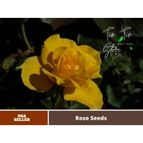 30 Rare Seeds| Midas Touch Rose seeds #1402 |BUY 4 GET 1 FREE|