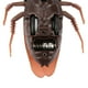 thumbnail image 4 of Juguete De Cucaracha, Juguete, Juguete De Regalo Interesante En Forma De Cucaracha Fácil De Operar Para Niños Para Amigos, 4 of 7