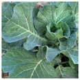 thumbnail image 4 of Everwilde Farms - 250 Organic All Seasons Cabbage Seeds - Gold Vault Jumbo Bulk Seed Packet, 4 of 5