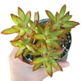 thumbnail image 4 of Sedum Fire Storm Succulent (4"+ Clay Pot) - Golden Sedum - Sedum Adolphii - Live Healthy Succulent for Home Office - Tiny, Lovely, Easy to Care Succulent for Beginners, 4 of 7