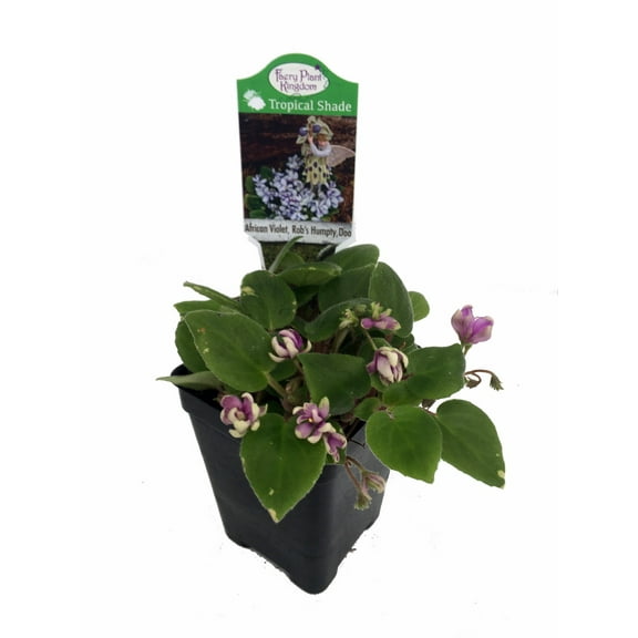 Humpty Doo Mini African Violet - 2.5" Pot - Terrariums/Fairy Gardens/Houseplant