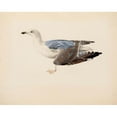 thumbnail image 2 of Magnus Von Wright 18x15 Gold Ornate Wood Frame and Double Matted Museum Art Print Titled - European Herring Gull (1837), 2 of 4