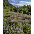 thumbnail image 2 of Terrill, Steve 15x18 White Modern Wood Framed Museum Art Print Titled - Oregon, Mount Hood Wilderness Lupine in Elk Cove, 2 of 4