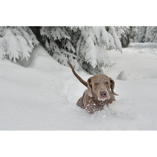 Snow Winter Puppy Dog Breed Giant Size Large Dog 20 Inch By 30 Inch Laminated Poster With Bright Colors And Vivid Imagery Fits Perfectly In Many Attractive Frames Walmart Com Walmart Com
