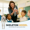 thumbnail image 2 of Human Anatomy Model for Classroom, Transparent Torso with Skeleton & Organs, 3D Physiology Demo Kit with Guide,  for Students & Teachers, 2 of 7