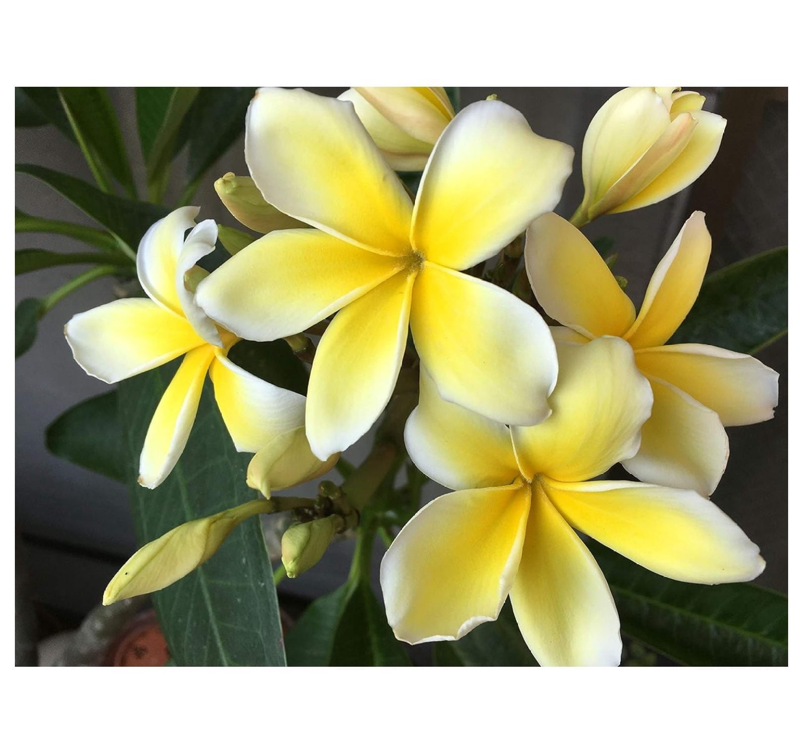 Plumeria Frangipani Live Plant Cutting Rubra Yellow 10"-12" Long, Full Sun