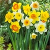 Bloomsz Large Cupped Daffodil Mix Flower Bulb, 20-Pack