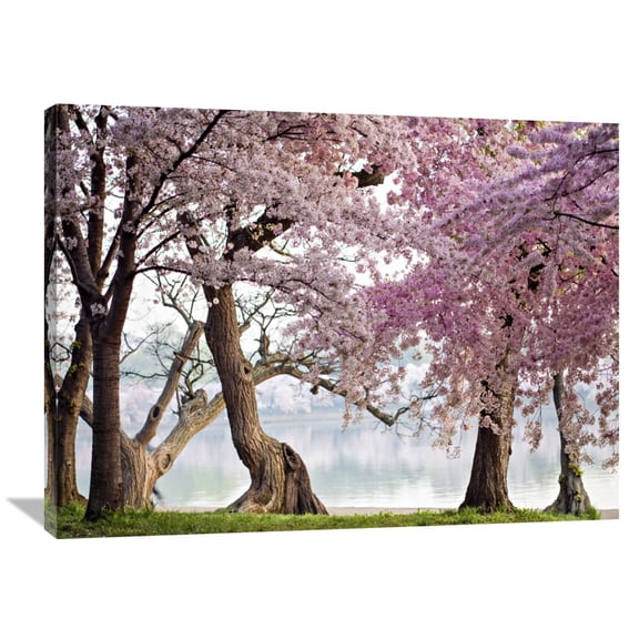 Global Gallery Anonymous,'Cherry trees bloom, Washington, USA' Stretched Canvas Artwork