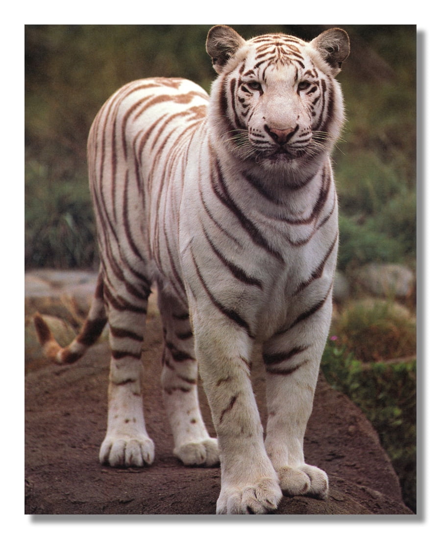 White Tiger Standing on Sandy Rock Photo Wall Picture 8x10 Art Print 