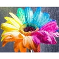 thumbnail image 1 of Taladro diamante pintura (DB2873) 5D DIY completo colorido flor punto de cruz bordado 20X30cm FLhrweasw Nuevo, 1 of 1