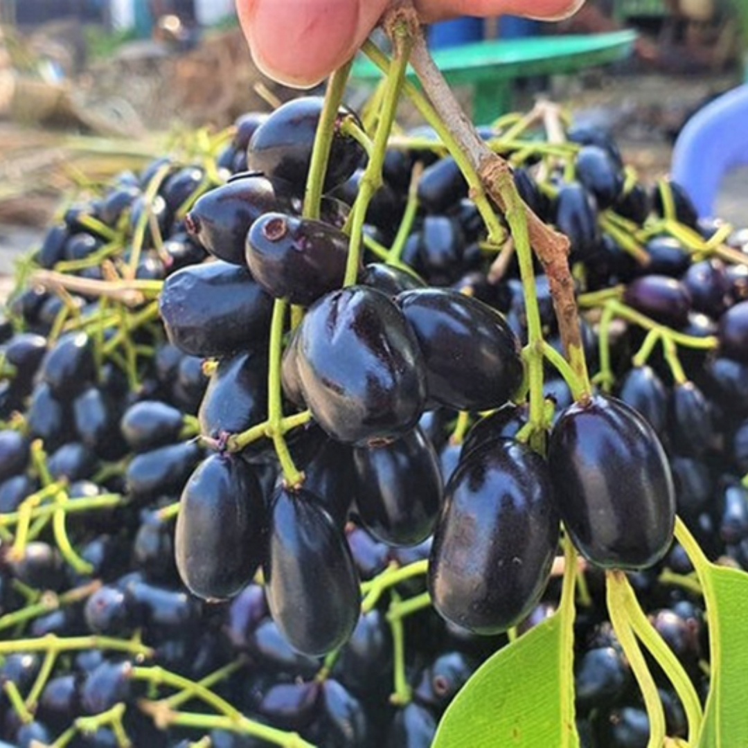 Live Black Java Plum Tree (Syzygium Cumini) 5-10 Inch Seedling - Tropical Fruit Plant