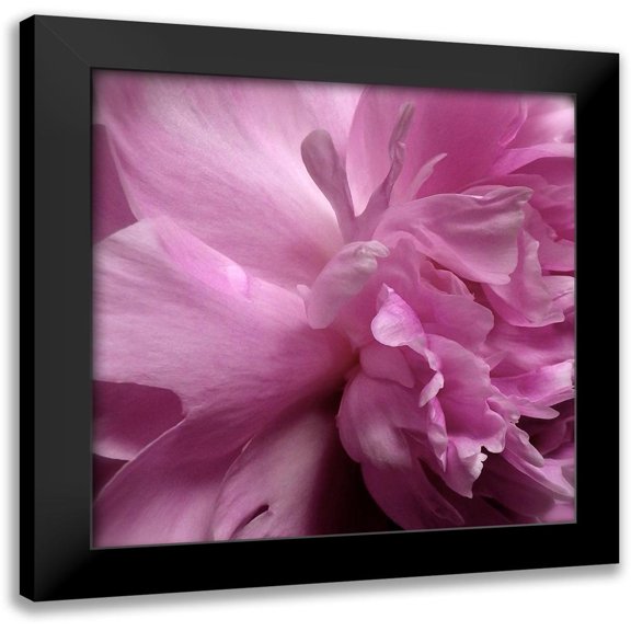 Burkhart, Monika 12x12 Black Modern Framed Museum Art Print Titled - Spring Peonies II
