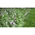 thumbnail image 1 of 10 Racines Vivantes Prêtes à Planter Hosta Plantes Vertes et Blanches Variées Hostas, 1 of 5