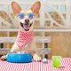 thumbnail image 4 of 7PCGafas de sol para mascotas de 7 piezas, gafas de sol redondas de metal para perros, gafas de sol clásicas retro con disfraz de gato, accesorios para fotos, gafas de sol divertid, 4 of 5