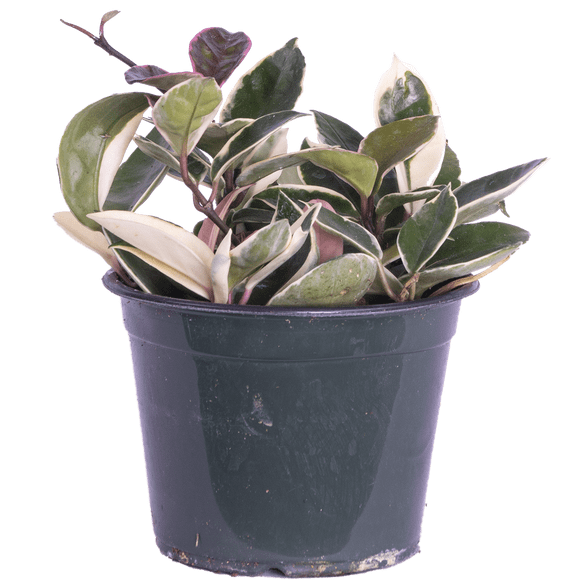 Hoya Carnosa Krimson Queen/Princess / Plante de Cire (m) Plantes Vivantes dans un pot de Culture de 6 Pouces