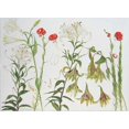 thumbnail image 2 of Blackadder, Elizabeth 32x24 White Modern Wood Framed Museum Art Print Titled - Lilies, Auratum, Nepalense, and Chalcedonicum, 2 of 4