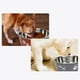 thumbnail image 3 of Comedero para perros de acero inoxidable: doble pared aislante, base de goma antideslizante, inoxidable, para comida/agua, perros pequeños y medianos, 3 of 3