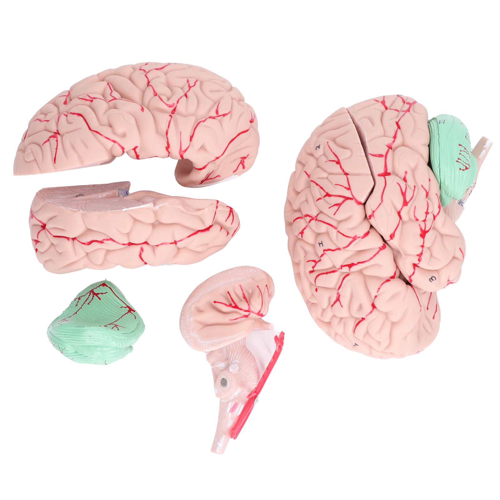 Human Brain Anatomical Model, 4D 2 Parts Detachable
