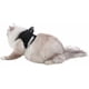 thumbnail image 3 of Dog Harness, Universal Chest Strap, Soft Vest for Puppies, Reflective, Adjustable (Small, Black), 3 of 5