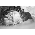 thumbnail image 2 of The Yellowstone Collection 14x11 White Modern Wood Framed Museum Art Print Titled - Bobcat along the Madison River, Yellowstone National Park, 2 of 4
