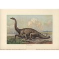 thumbnail image 2 of Diplodocus Is A Genus Of Extinct Diplodocida Poster Print By ® Florilegius Mary Evans (36 X 24), 2 of 4