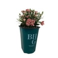 thumbnail image 2 of Better Homes & Gardens 1 Quart Multicolor Dianthus Perennial Outdoor Full Sun Live Plants, 2 of 6