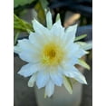 thumbnail image 5 of Dragon Fruit Plant: A Tropical Delicacy, Editable Flower and Fruit, 5 of 6