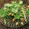 thumbnail image 3 of Amdohai Strawberry Stand Frame Holder Balcony Planting Rack Fruit Support Gardening Stand Strawberry Planting Frame, 3 of 7