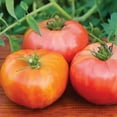thumbnail image 3 of Burpee Organic Brandywine Red Tomato Vegetable Seed, 1-Pack, 3 of 3