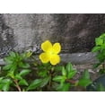 thumbnail image 5 of 1000 Yellow SEEDBOX (Bushy Water Primrose / Rattlebox / False Loosestrife) Ludwigia Alternifolia Flower Seeds, 5 of 5