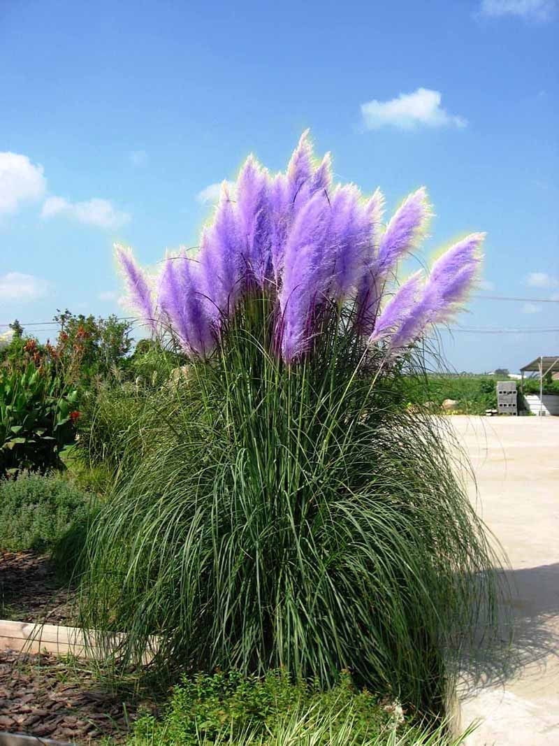 500pc Rare Purple Pampas Grass Seeds Ornamental Plant U3T7 O7T7 Flowers Z5E6 