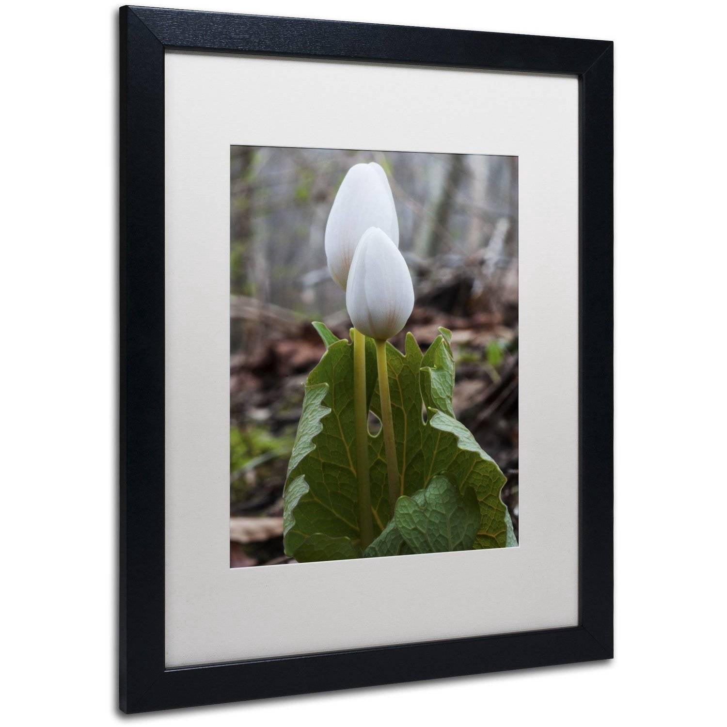 Trademark Fine Art "Bloodroot Wildflower" Canvas Art by Kurt Shaffer, White Matte, Black Frame