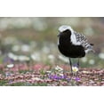 thumbnail image 2 of Archer, Ken 24x17 Gold Ornate Wood Framed with Double Matting Museum Art Print Titled - Black-bellied Plover-springtime on the tundra, 2 of 4