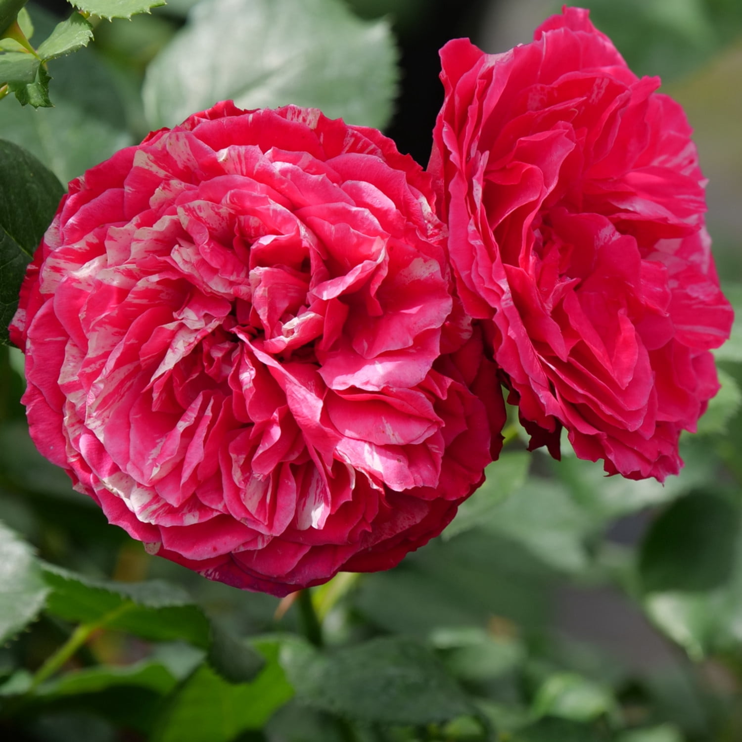 Proven Winners ColorChoice 5" Multicolor Oso Easy Red Stripe Landscape Rose Live Plant in 4.5" Pot (4 Count)