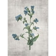 thumbnail image 2 of Brown, Denise 11x14 Gold Ornate Wood Framed with Double Matting Museum Art Print Titled - Blue Botanical 4, 2 of 4