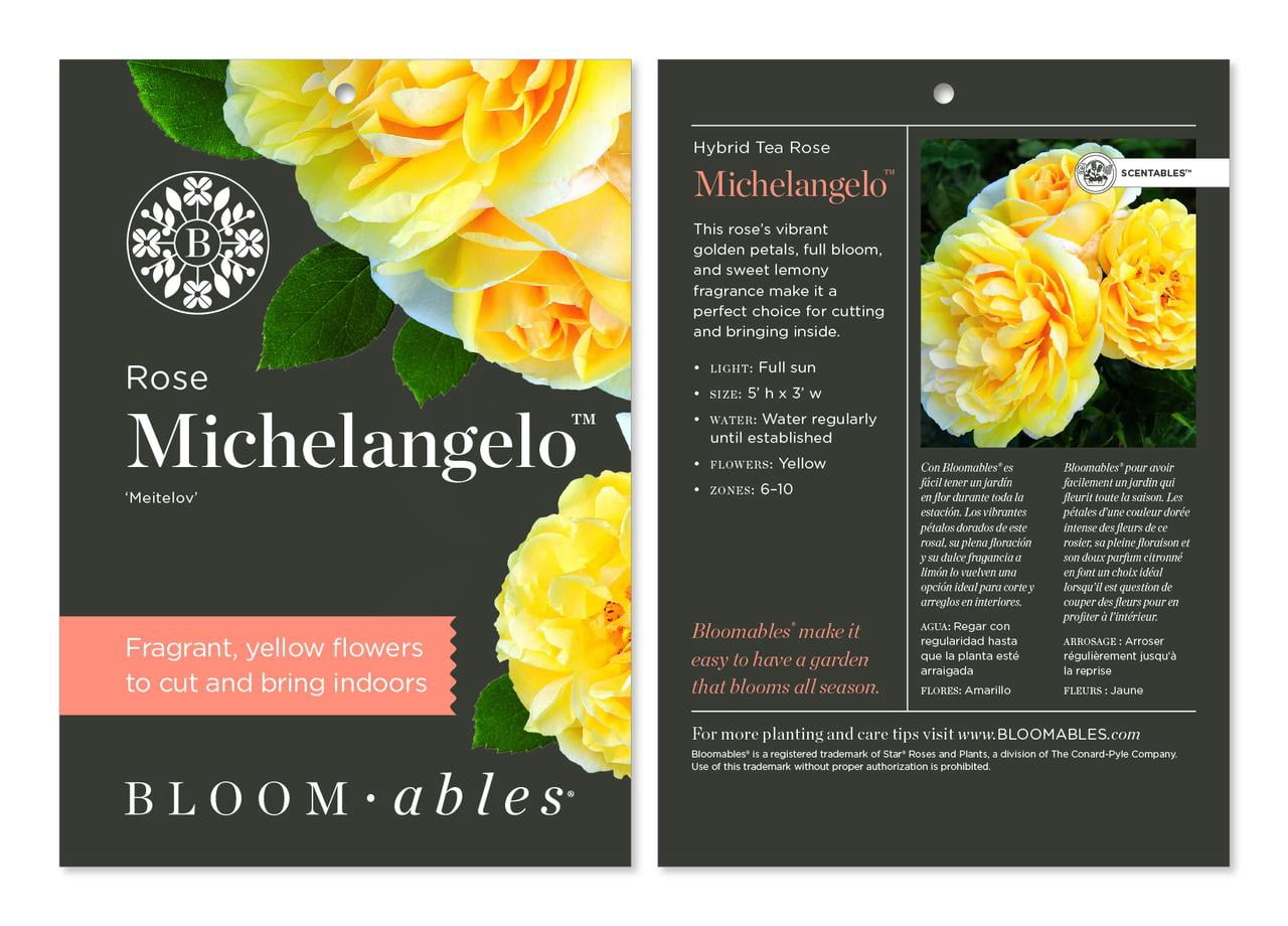 Scentables™ Live Bareroot Michelangelo ™ Hybrid Tea Rose with Full Sunlight - 2 Piece