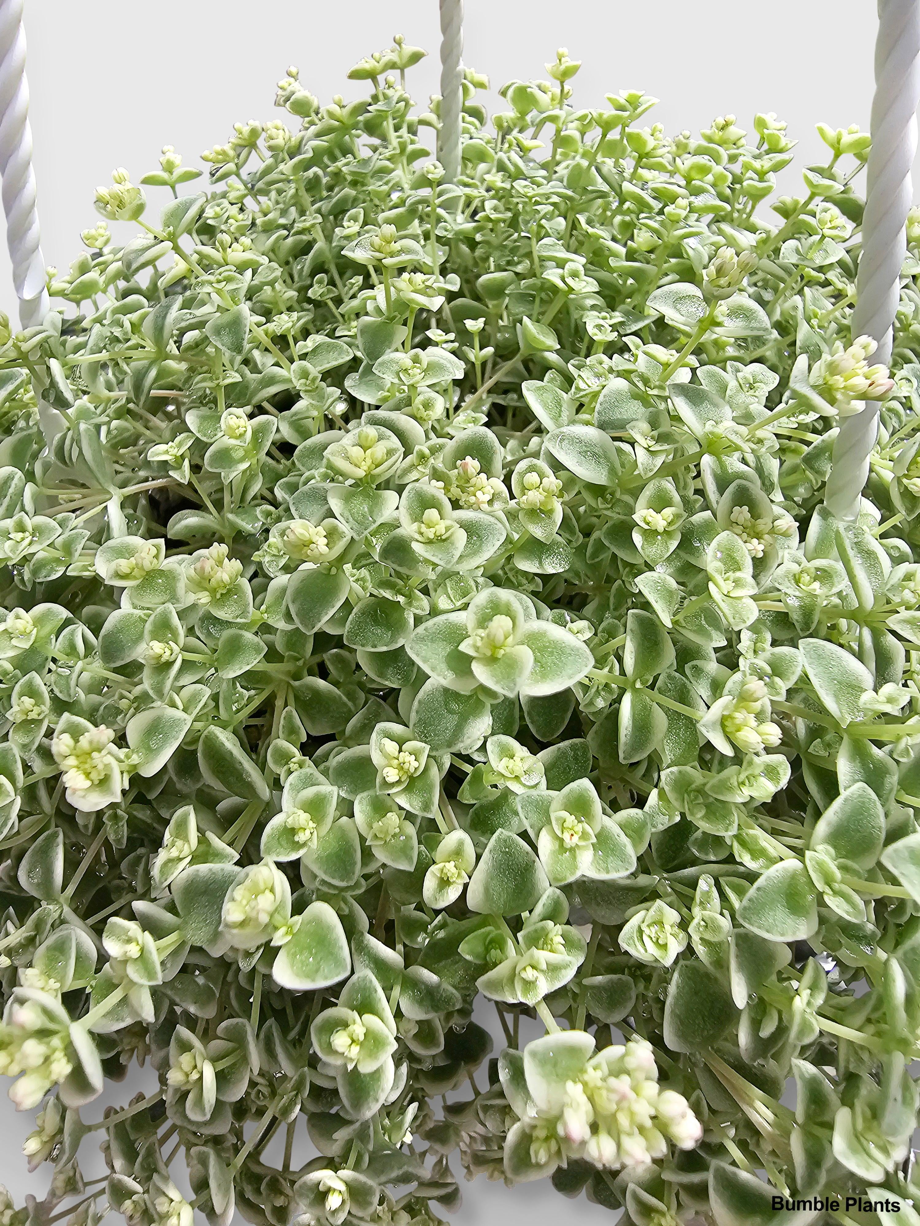 Sedum Little Missy - Live Air-Purifying Indoor Plant in Nursery Pot – Easy Care, Low Maintenance Houseplant for Home & Office Decor, Natural Air Cleaner, Best for Beginners