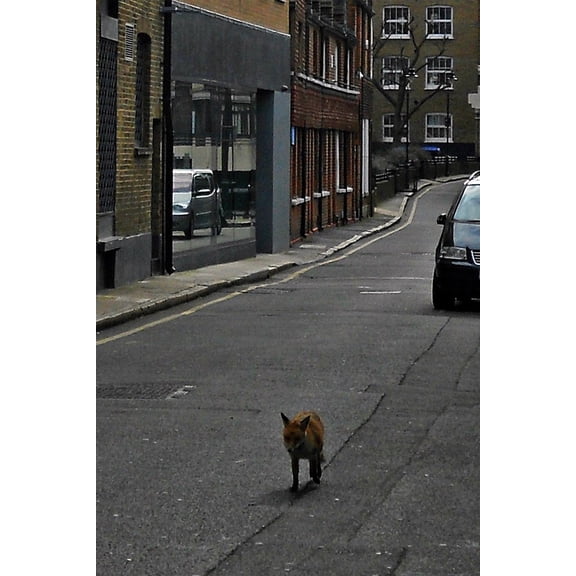 24x36 gallery poster, A fox on Ayres Street Southwark South London