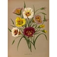 thumbnail image 2 of Arentine H. Arendsen 19x24 Black Ornate Framed Double Matted Museum Art Print Titled: Calochorti Spec . Div. (1872-1881), 2 of 5